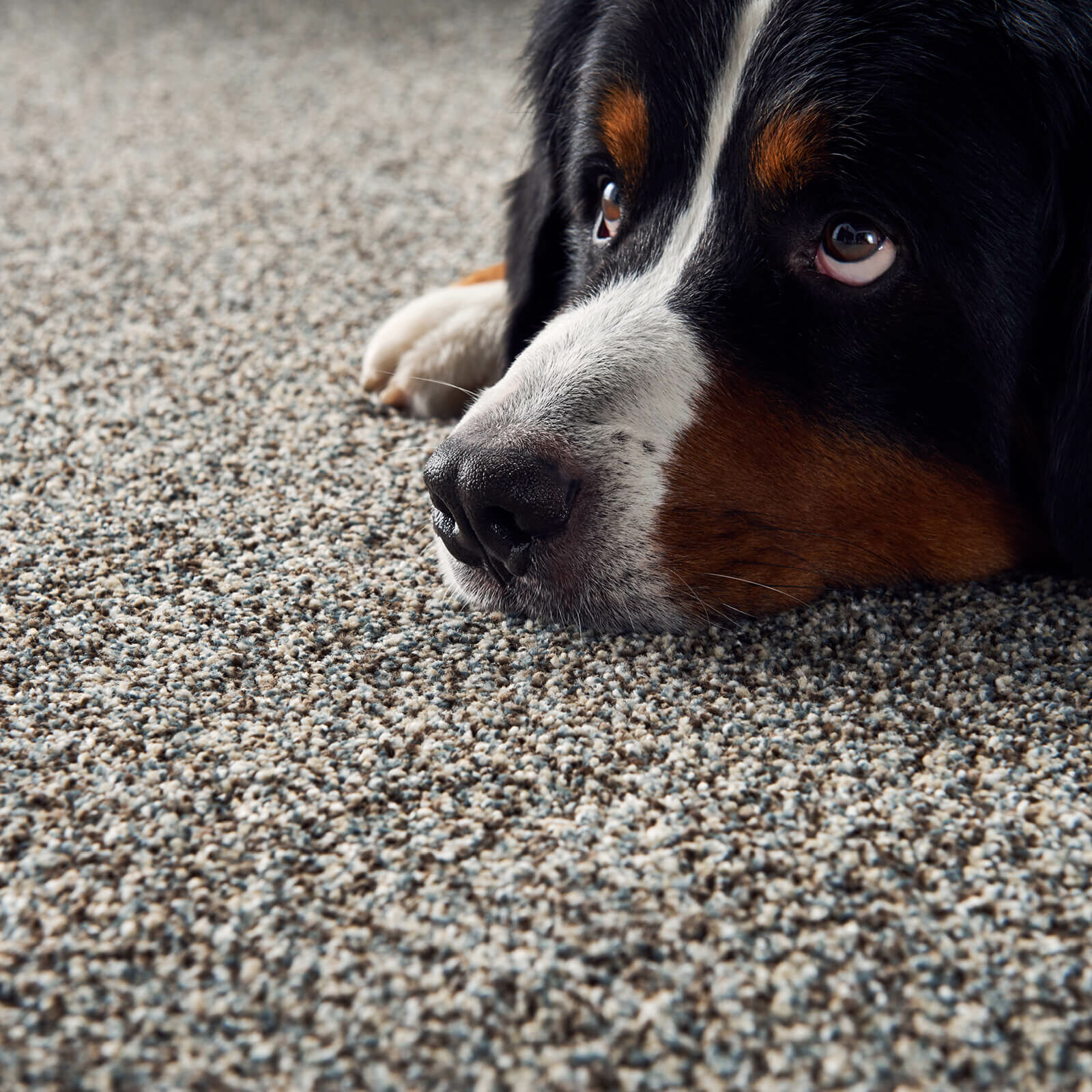 Plush Carpet Flooring | Leicester Flooring